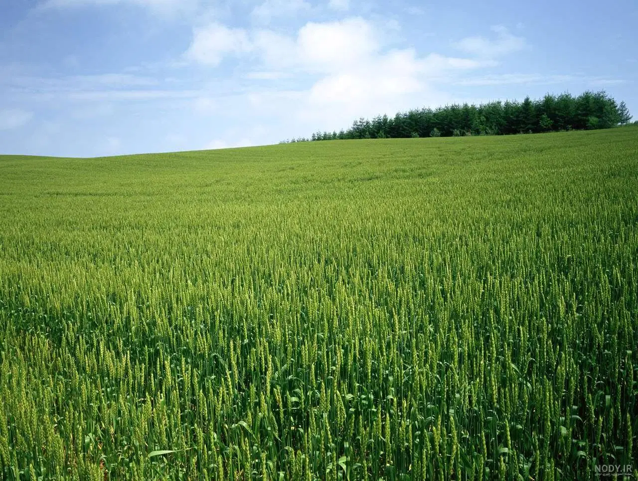 زمین چهل هکتار