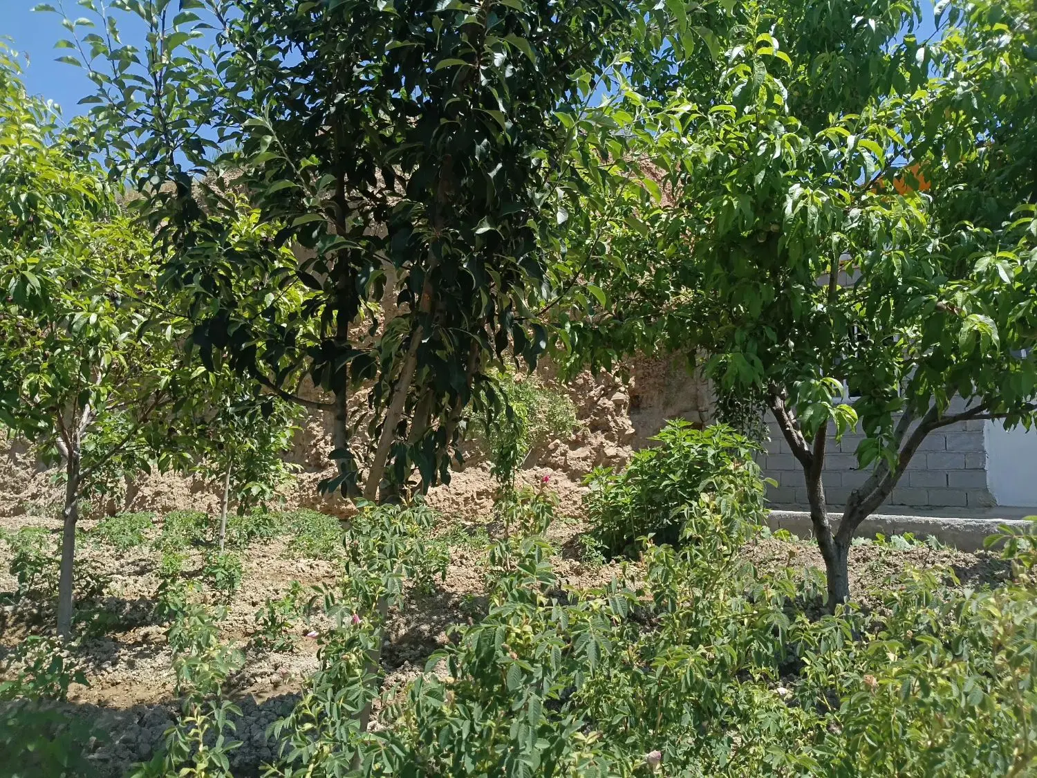 زمین ویلایی