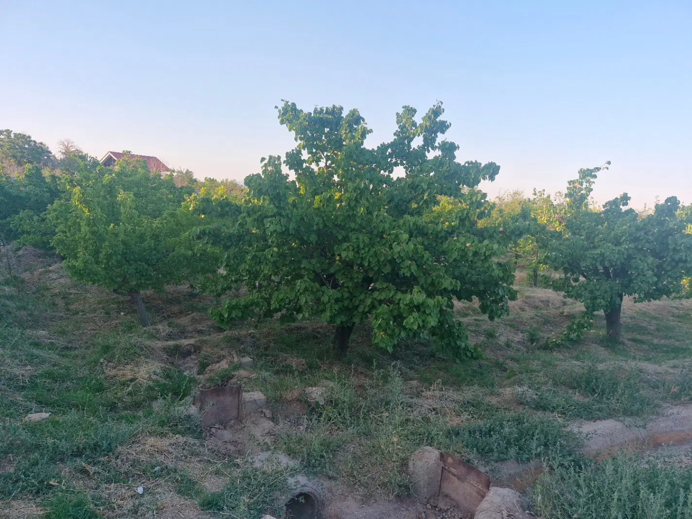 فروش باغ در بسطام