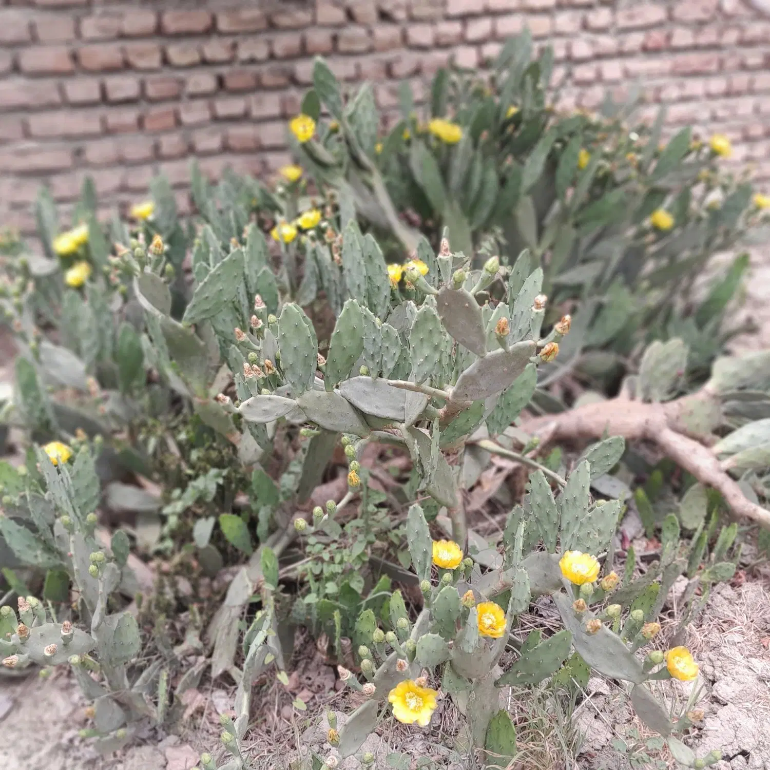 زمین فروشی شمال