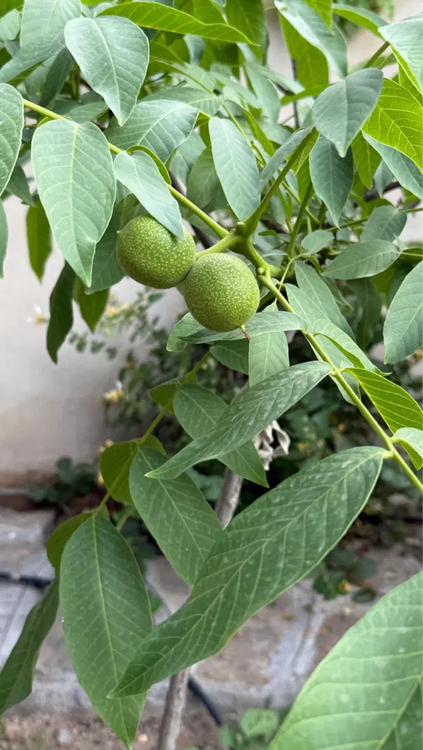 خونه باغ میم
