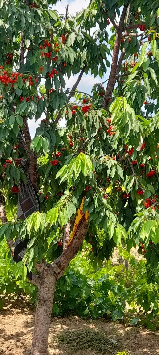 باغ خوش قواره فروشی