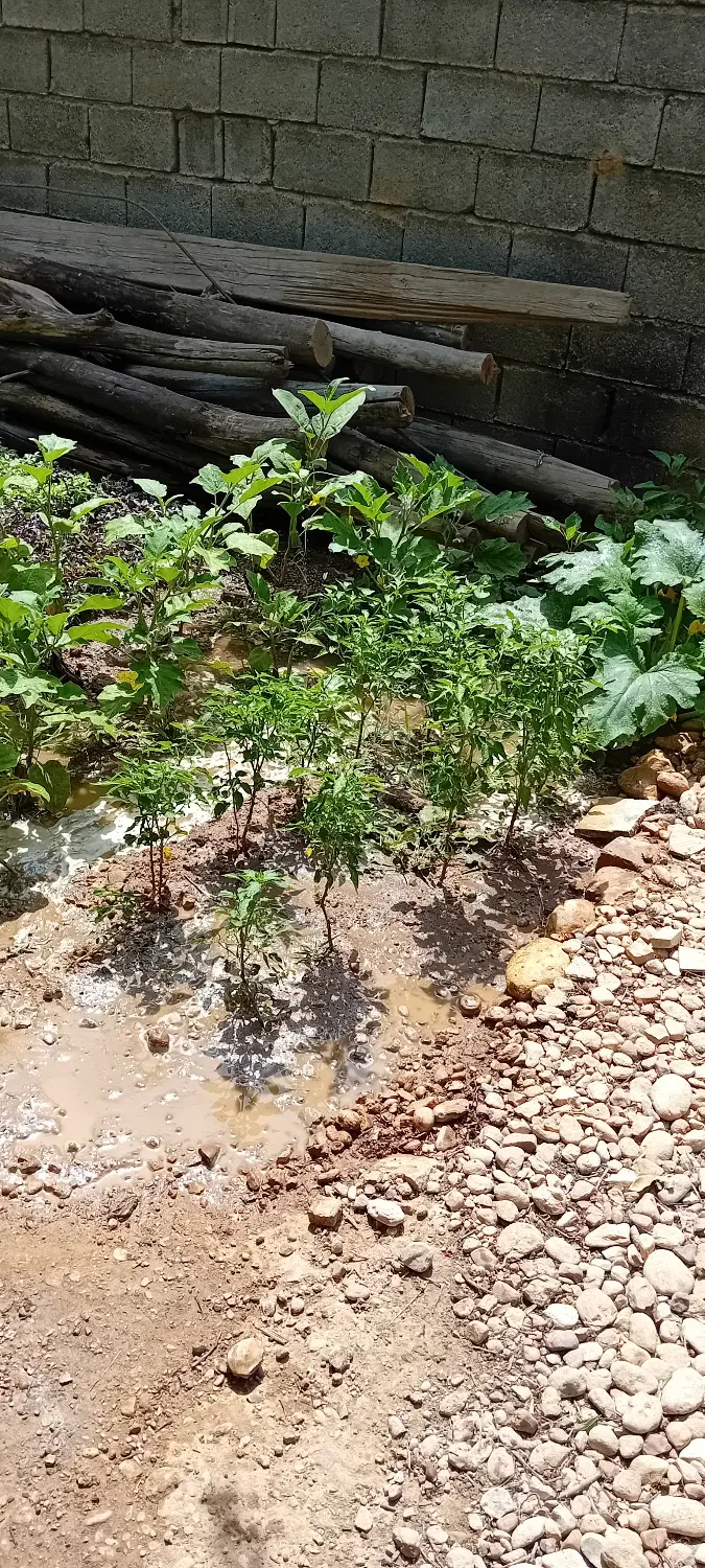 زمین 1360متری کودیان