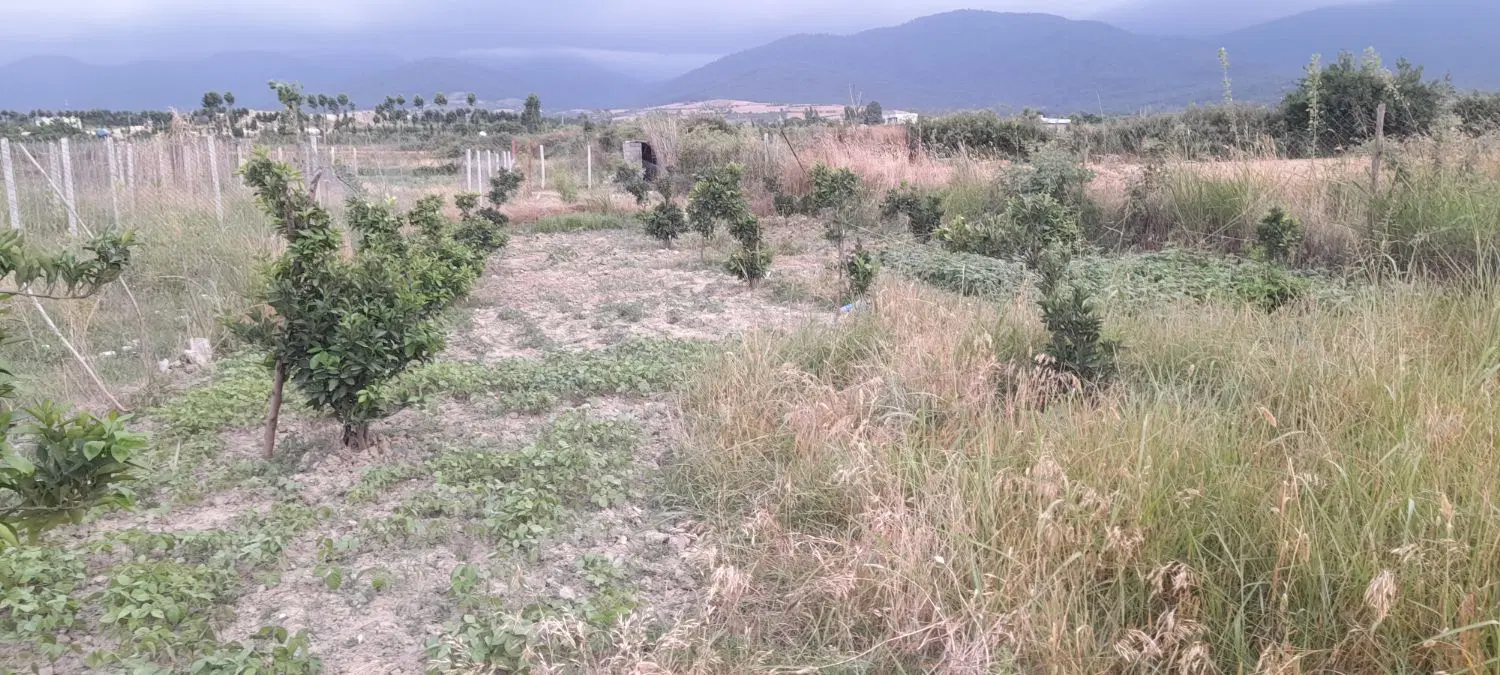 زمین باغی .کشاورزی