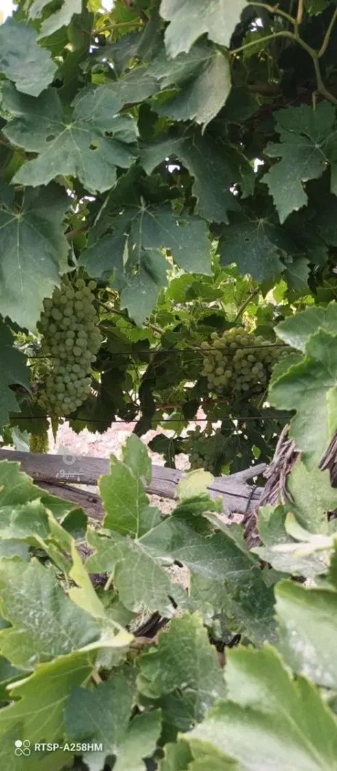 باغ