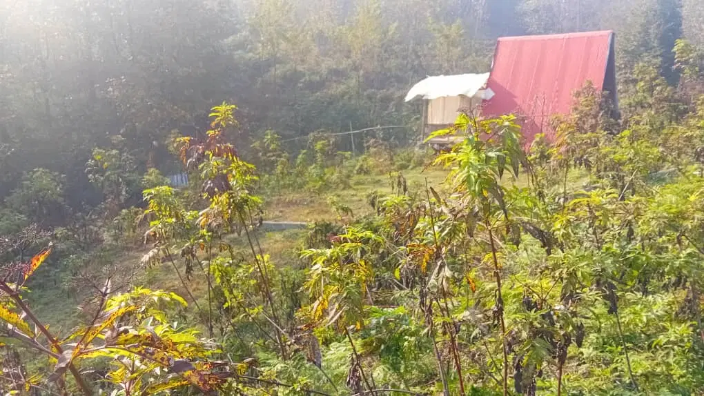 زمین باغی