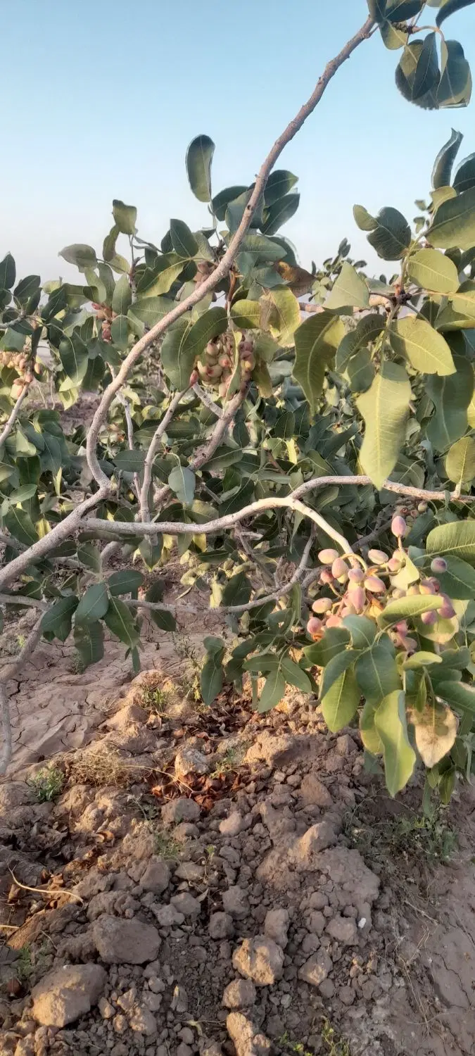 باغ پسته ای