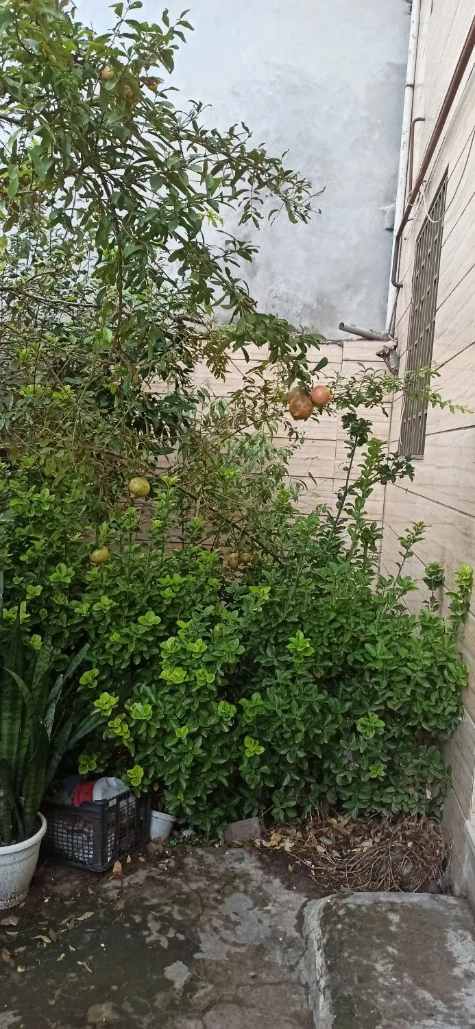 رهن خانه ۵۶ متری حیاط دار