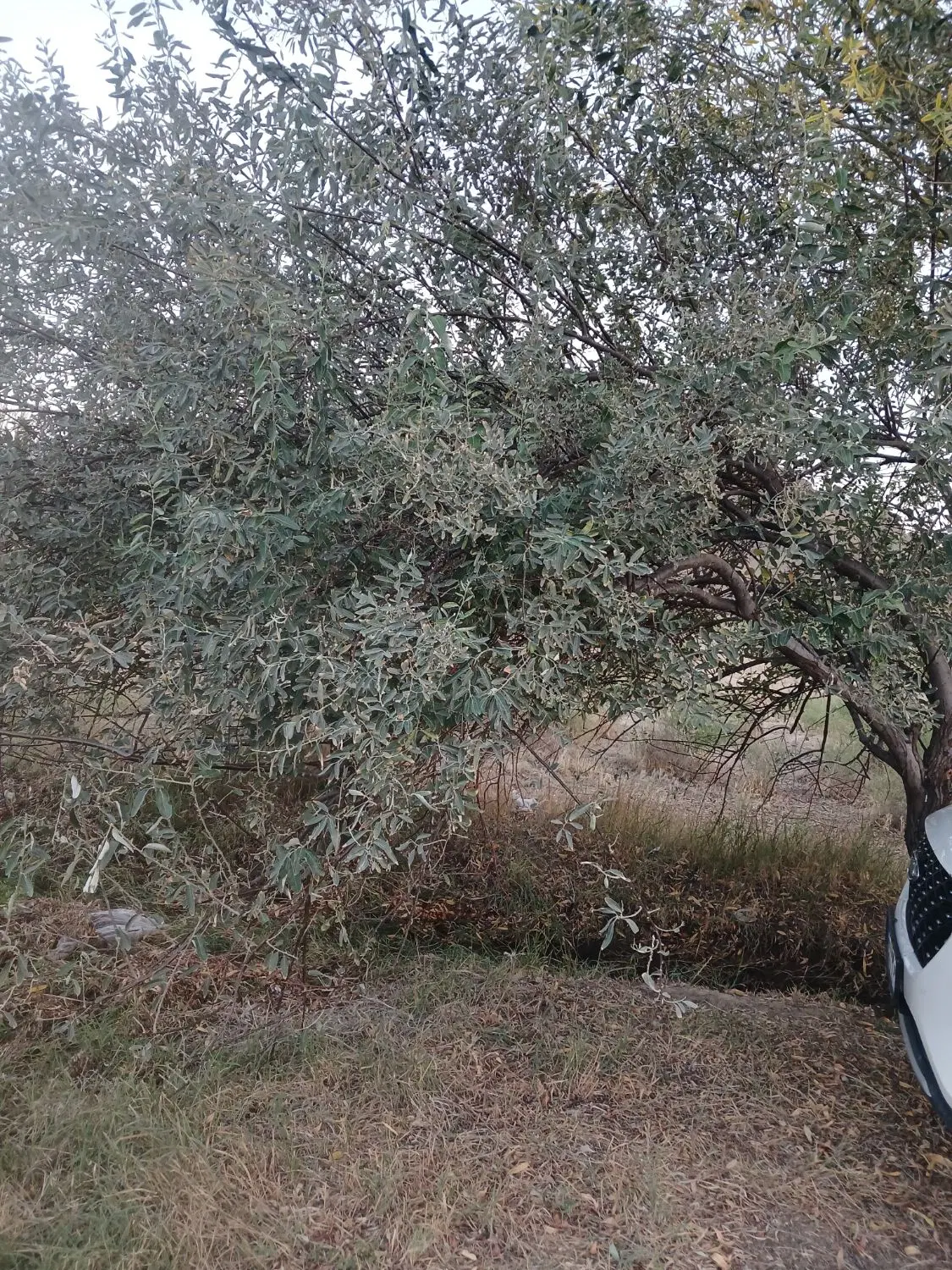 زمین کشاورزی