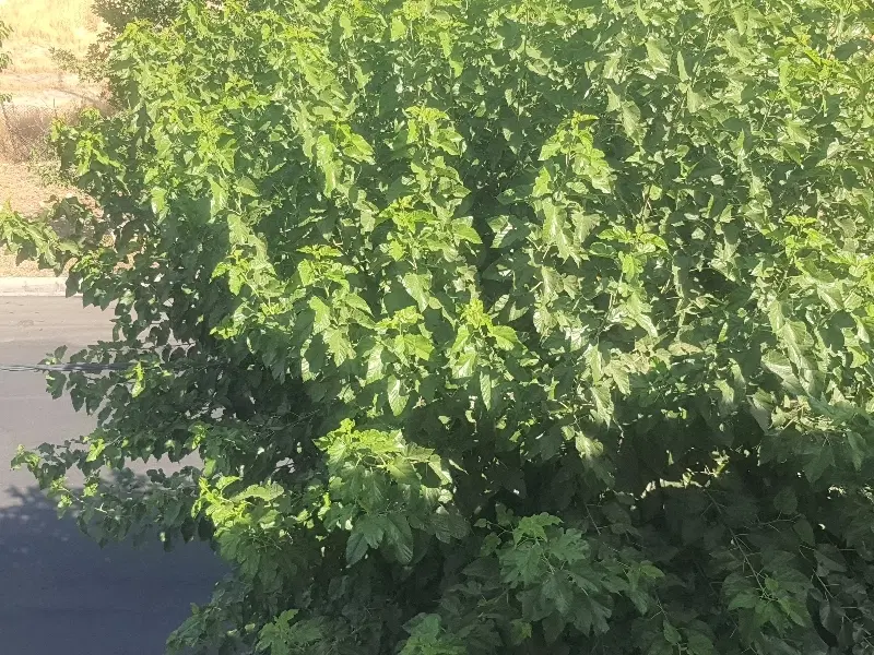 چهارباغ ۳۵۰۰مترزمین برخیابان اصلی قوهه بلوارهوافضا