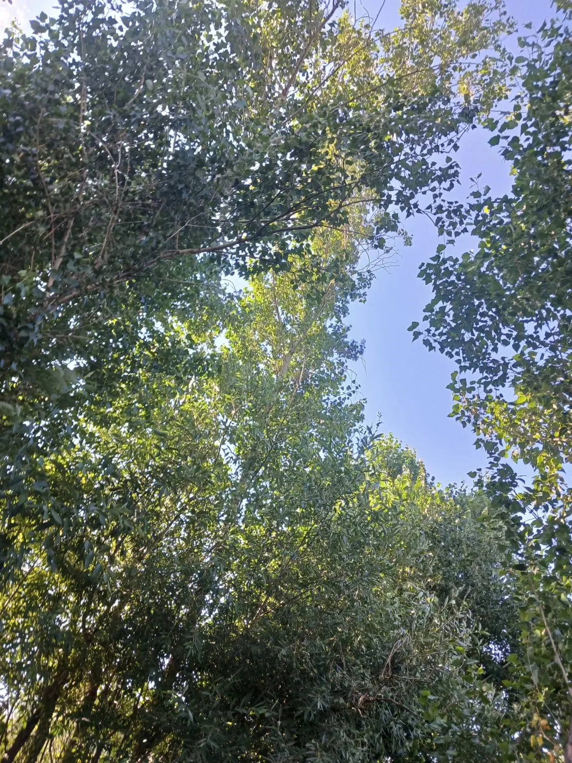 باغ  در دلک وردی