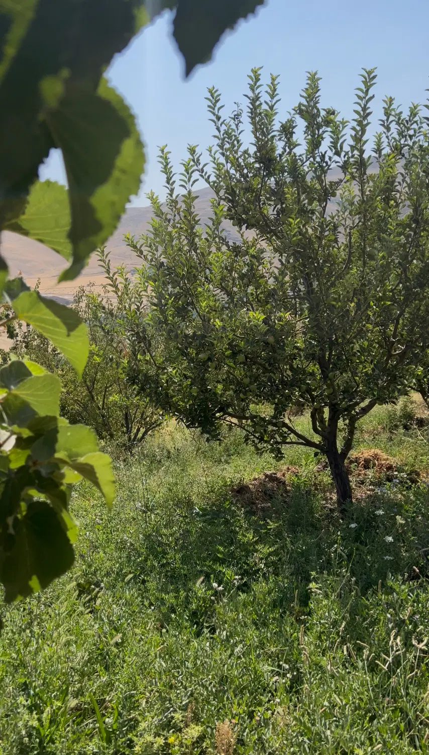 خانه باغ، باغ سیب و زردآلو و انگور در منگورایتی