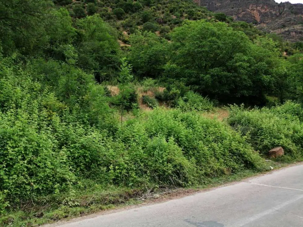 فروش زمین باغی ۱۳۵۰ متری در مرزن‌آباد