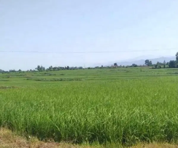 زمین کشاورزی سند شش دانگ
