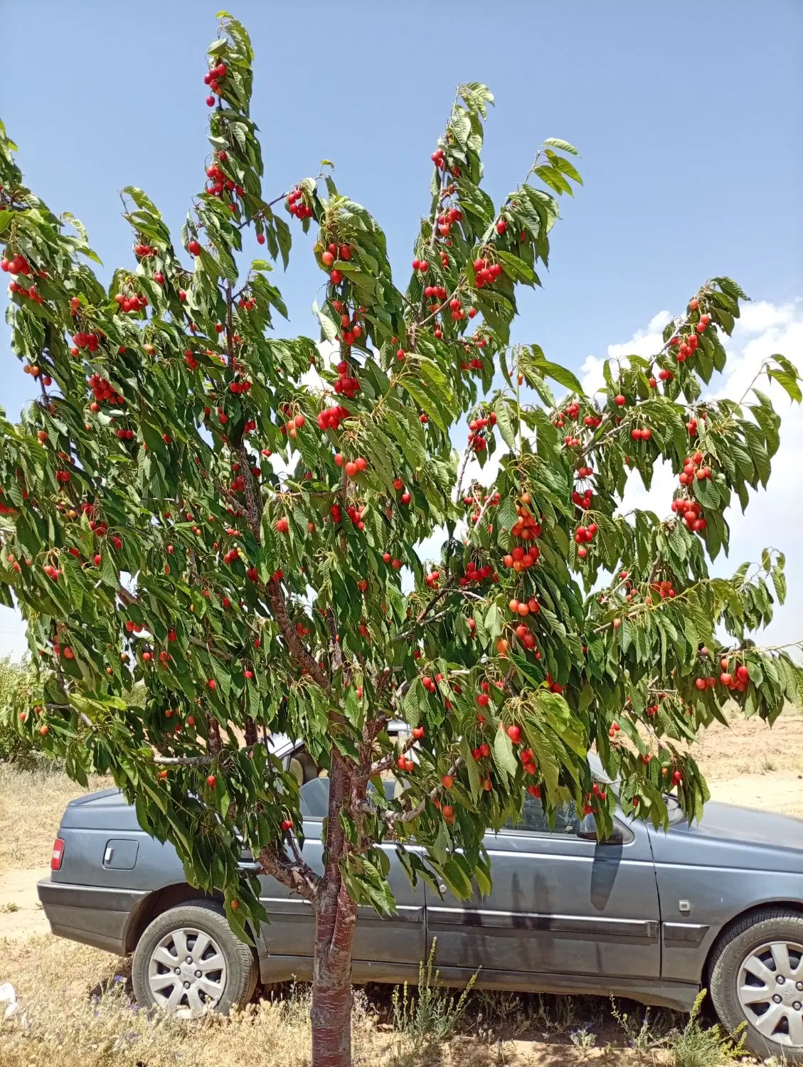 باغ باغشهر سیب رضا