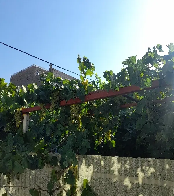 رهن اجاره الهیه