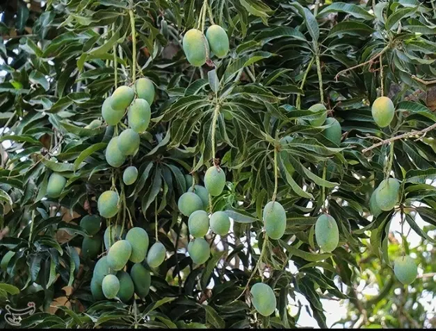 فروش باغ انبه