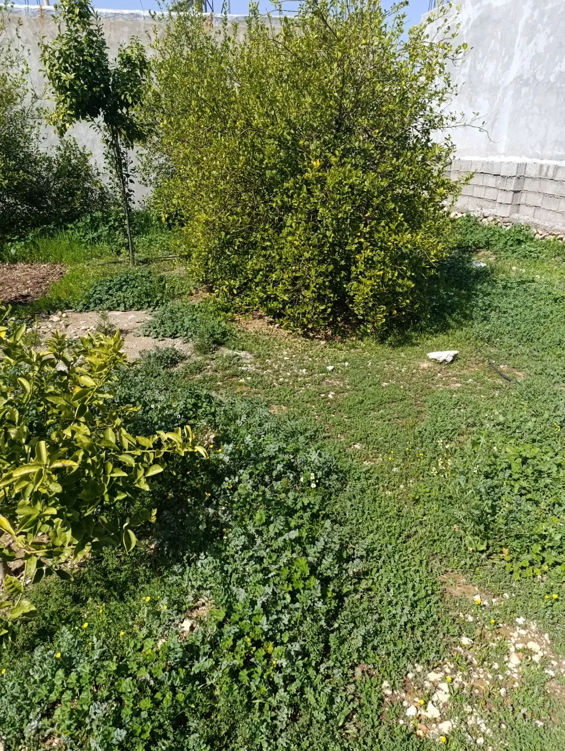 زمین مسکونی