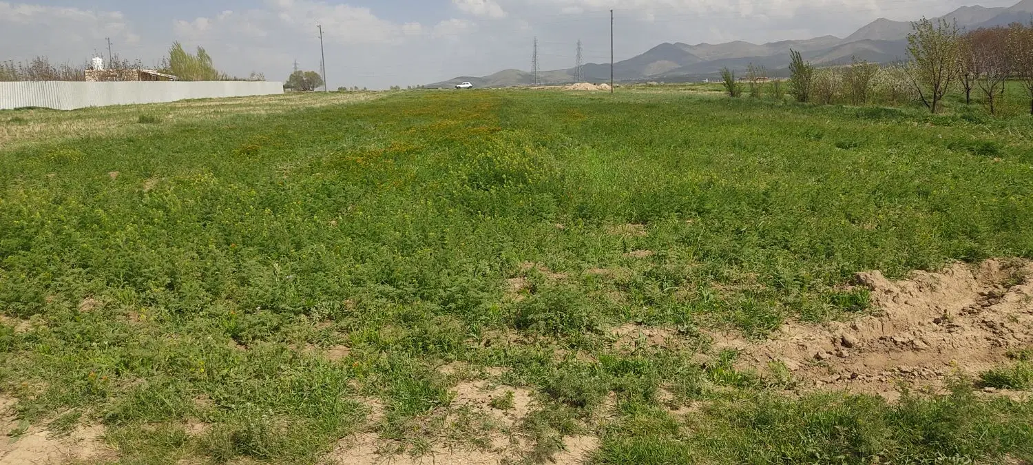 زمین باغی در آبرومند