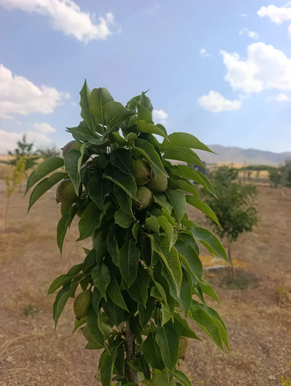 باغ در جاده دیزج بالا