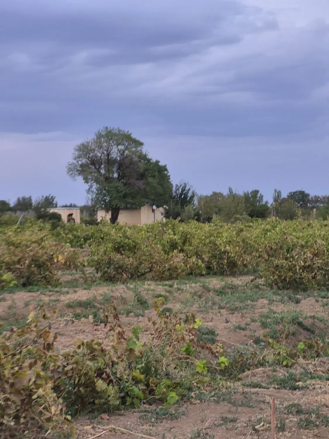 باغ ۳۹۹ متری انگور دارای سند در تاکستان