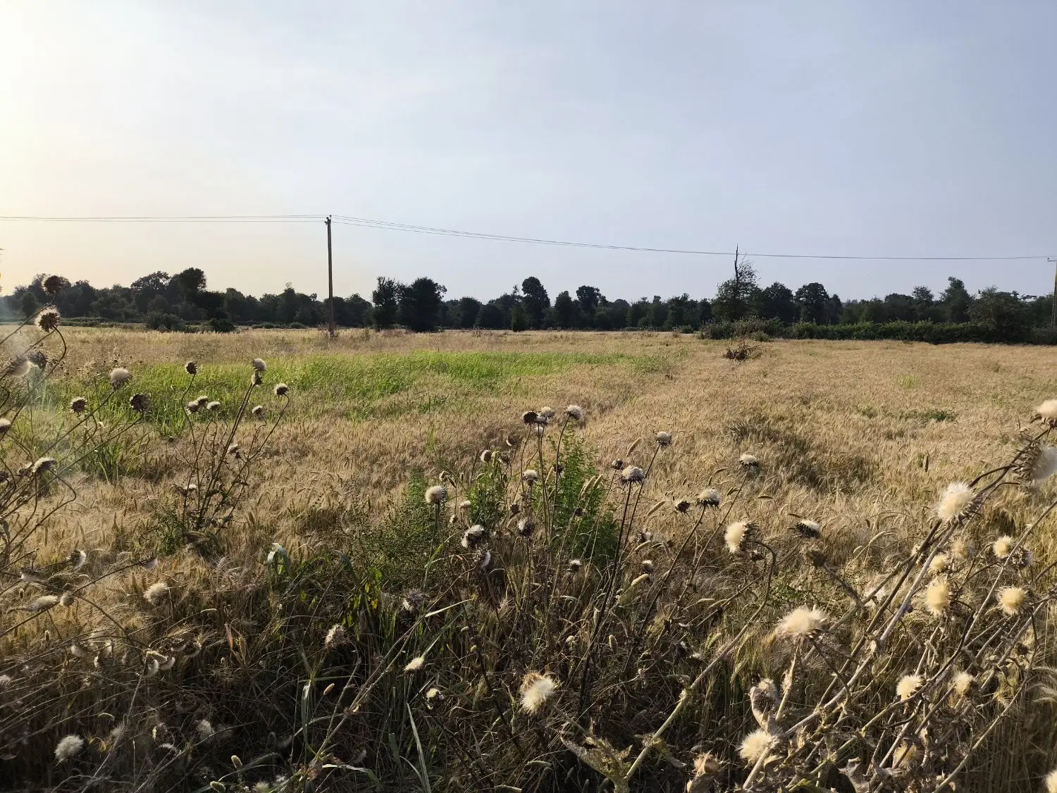 ۲۰۰۰ متر زمین مناسب برای باغ تو دل جنگل گلریز