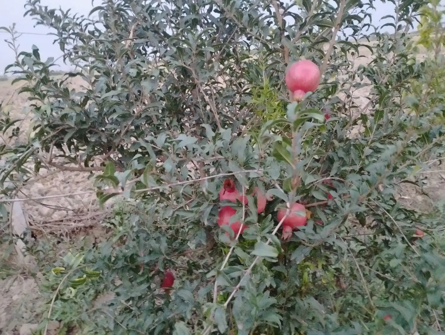 زمین باغ به فروش می‌رسد