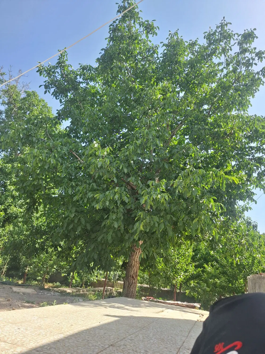 زمین ۴ فرزندی پرنیان