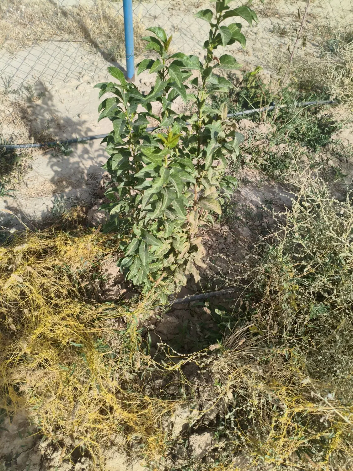 زمین باغی محمدیه
