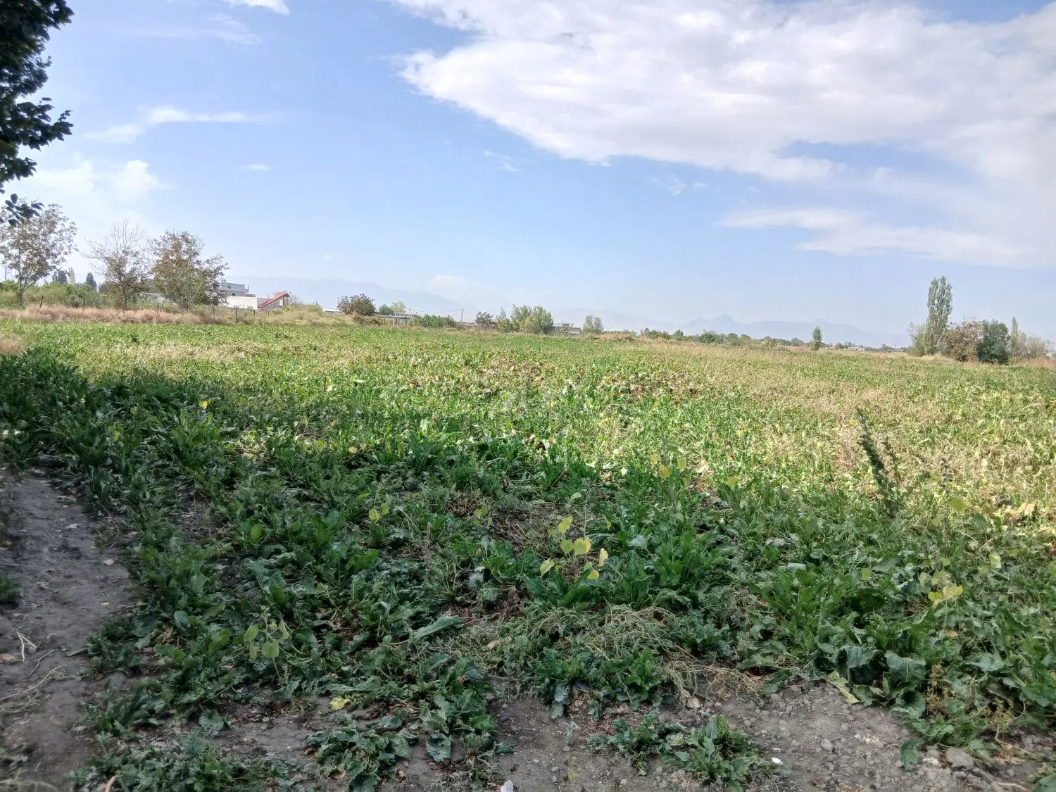 زمین کشاورزی جاده شهید کلانتری