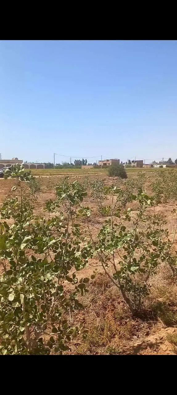 زمین فروشی دشت محمدیه