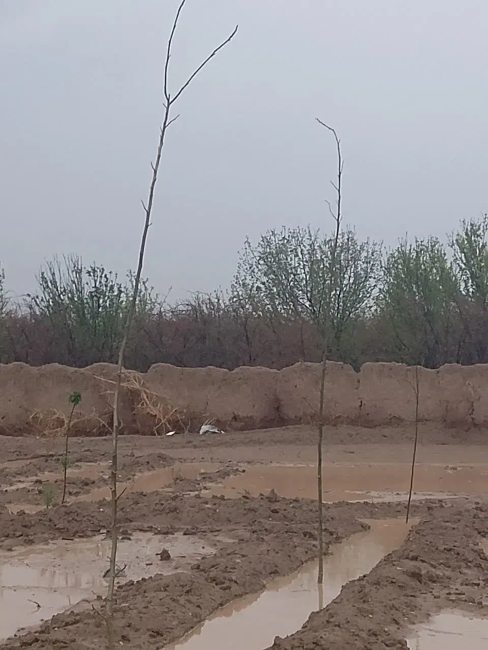 باغ نو نزدیک ساوه