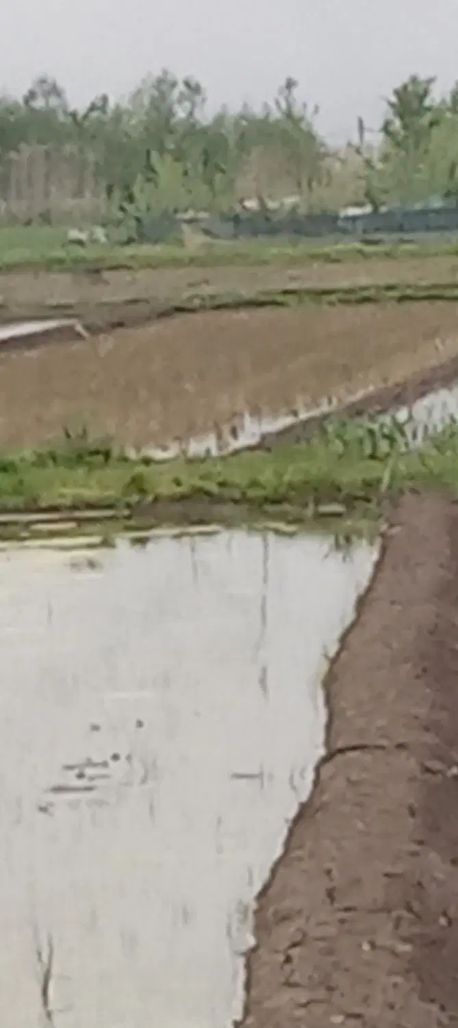 فروش مزرعه سنتی در رودسر