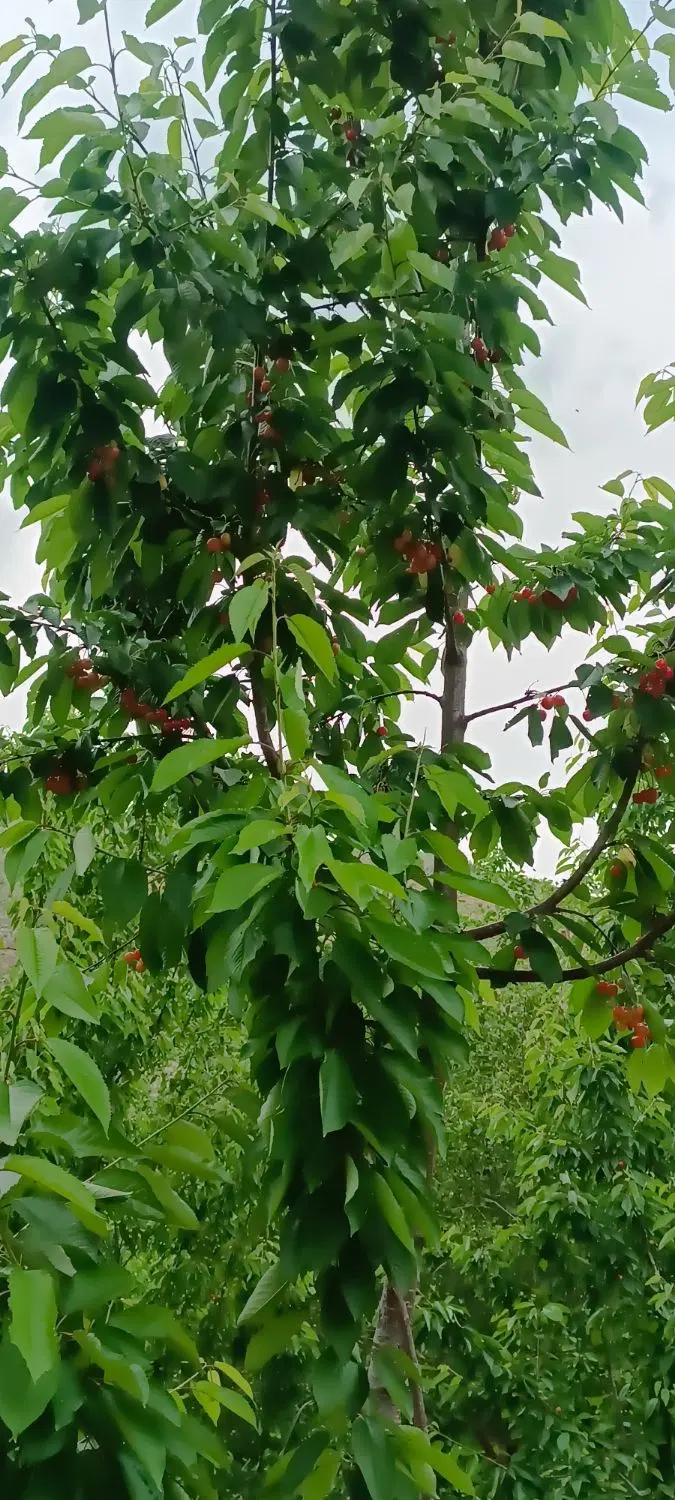 باغ گیلاس در روستای توریستی زو علیا