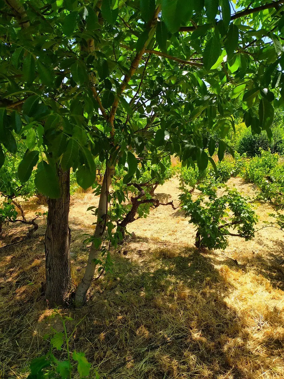 باغ و باغچه _درخت مثمر _سهمیه آب _بحر کوچه