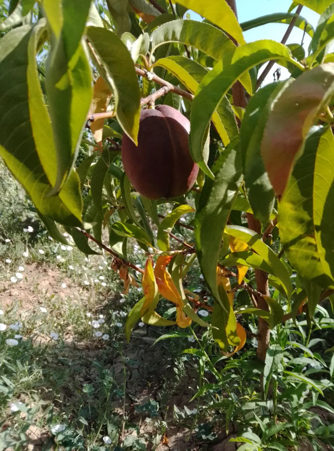 باغ سند دار معاوضه با سواری