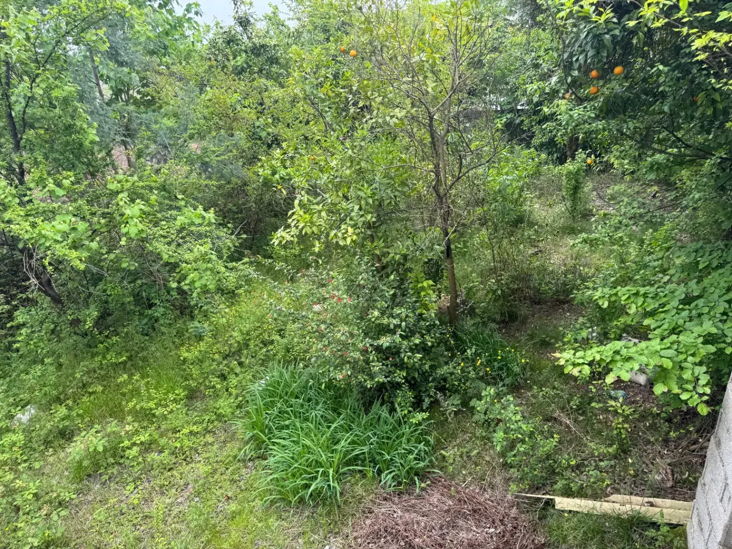 ۲۵۰ متر زمین مسکونی رو به تپه باغ چای قلعه رودخان