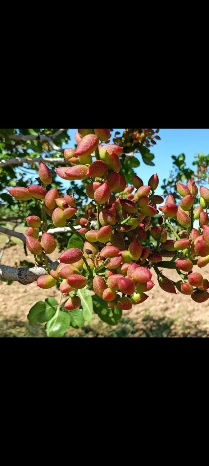 باغ پسته