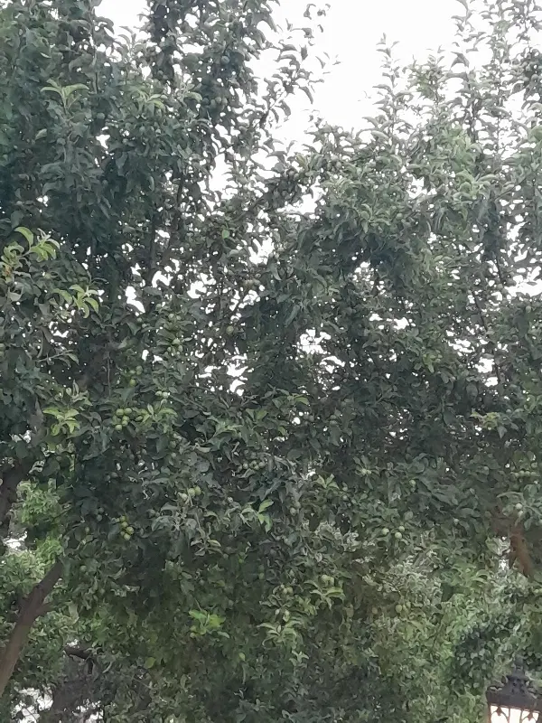 زمین بادرختان بارده وبزرگ