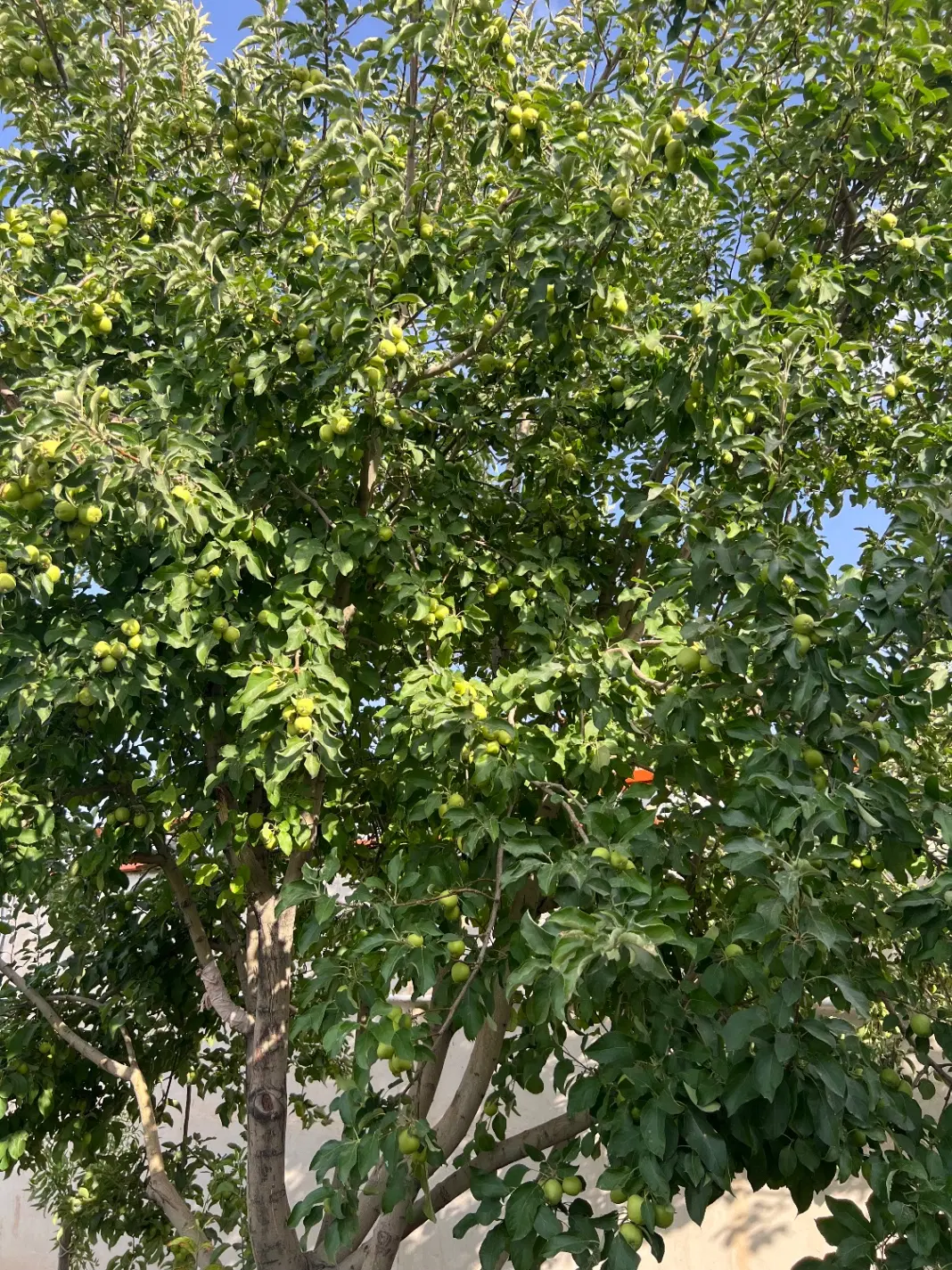 خانه باغ