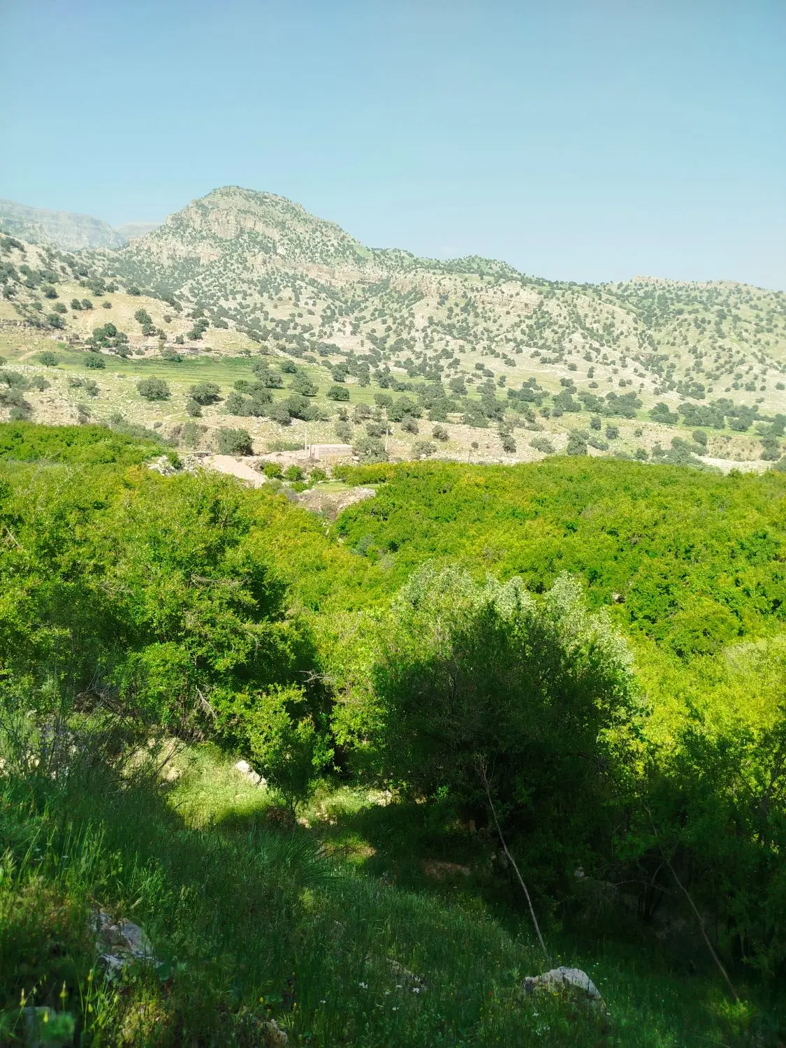 فروش دو قطعه زمین مسکونی در بیدروبه