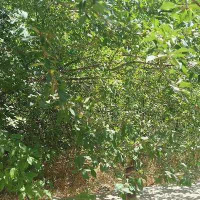 زمین 300متری در میگون