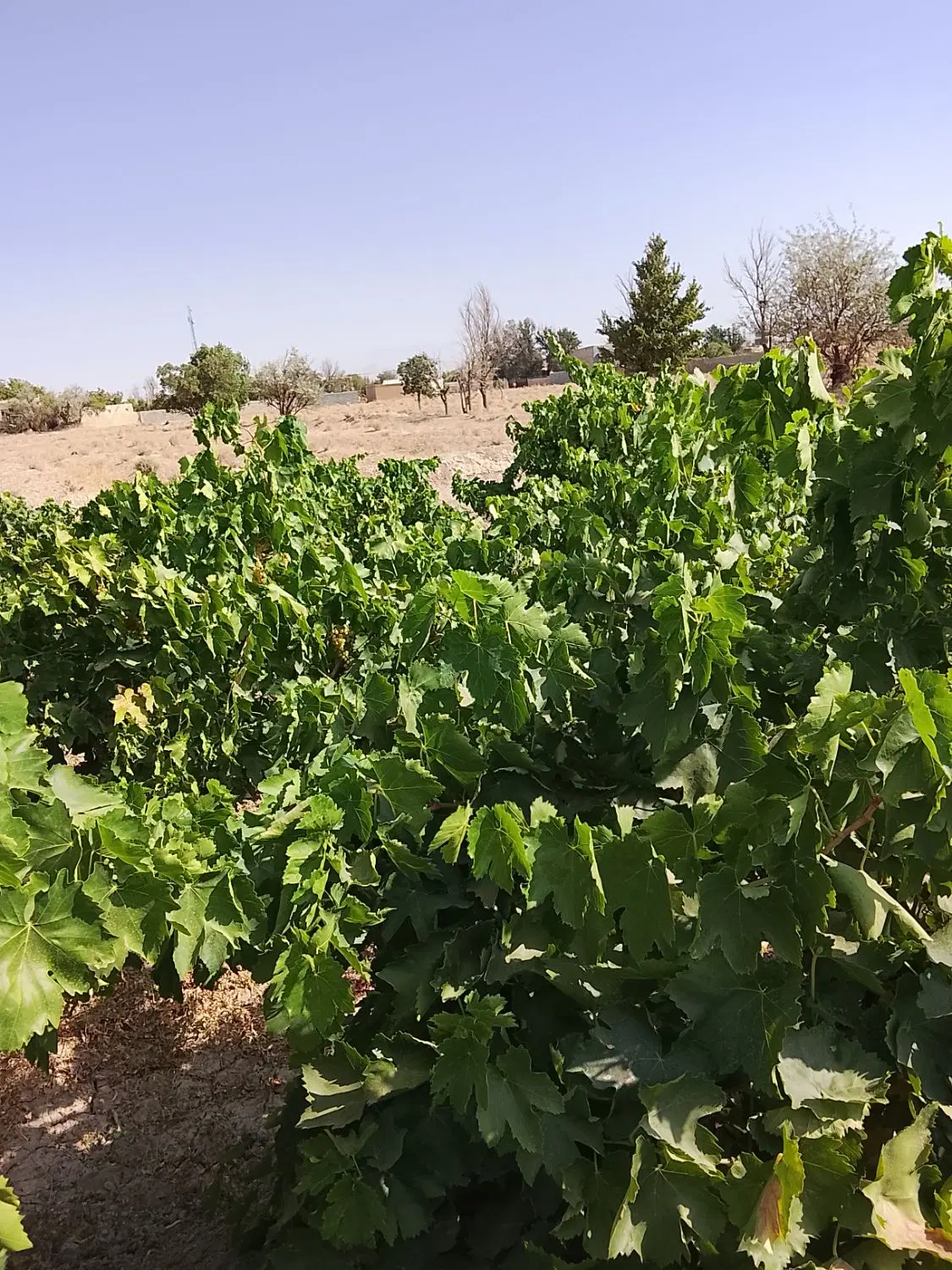 باغ انگور فروشی
