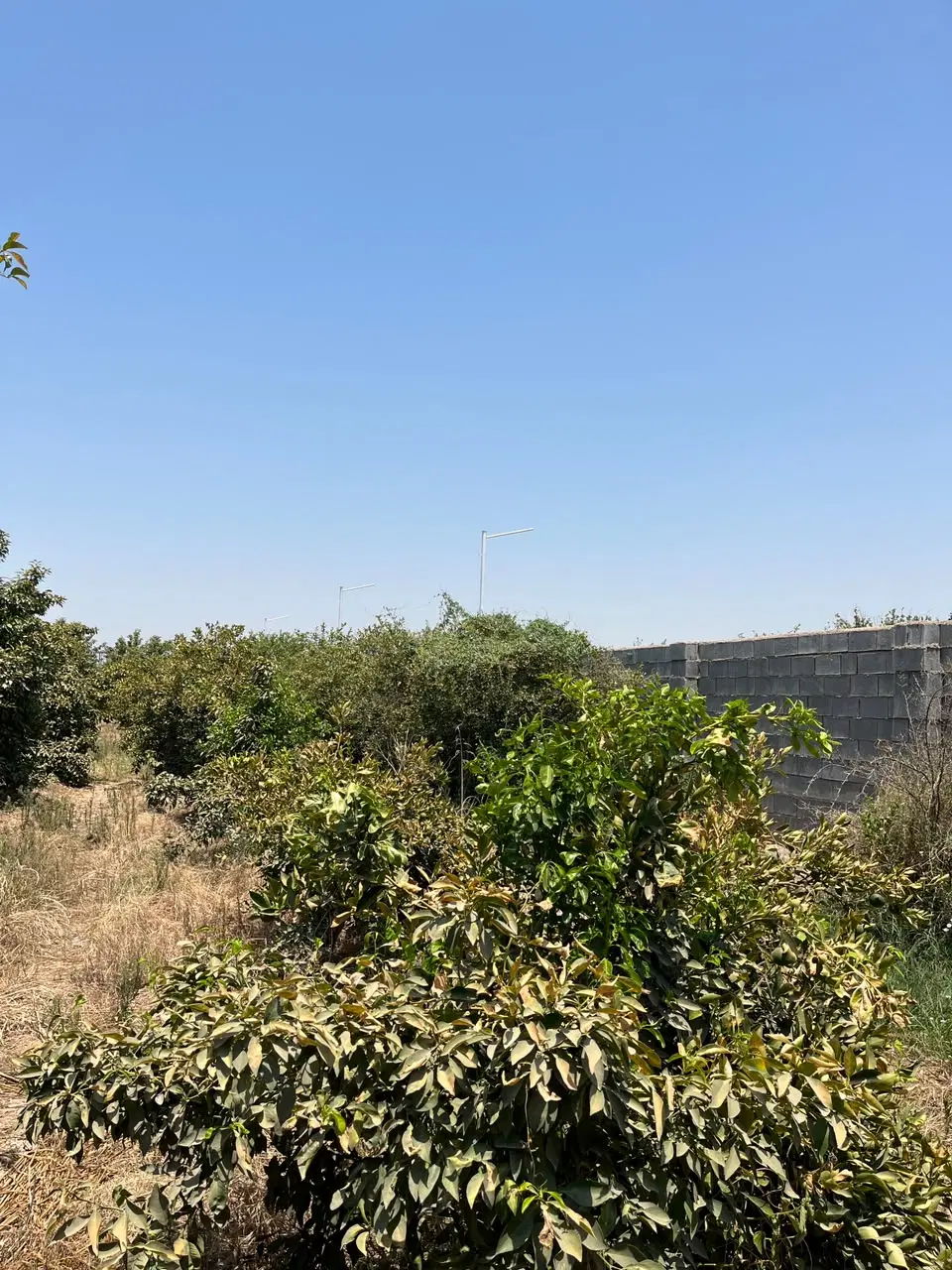 باغچه برق دار شمس آباد