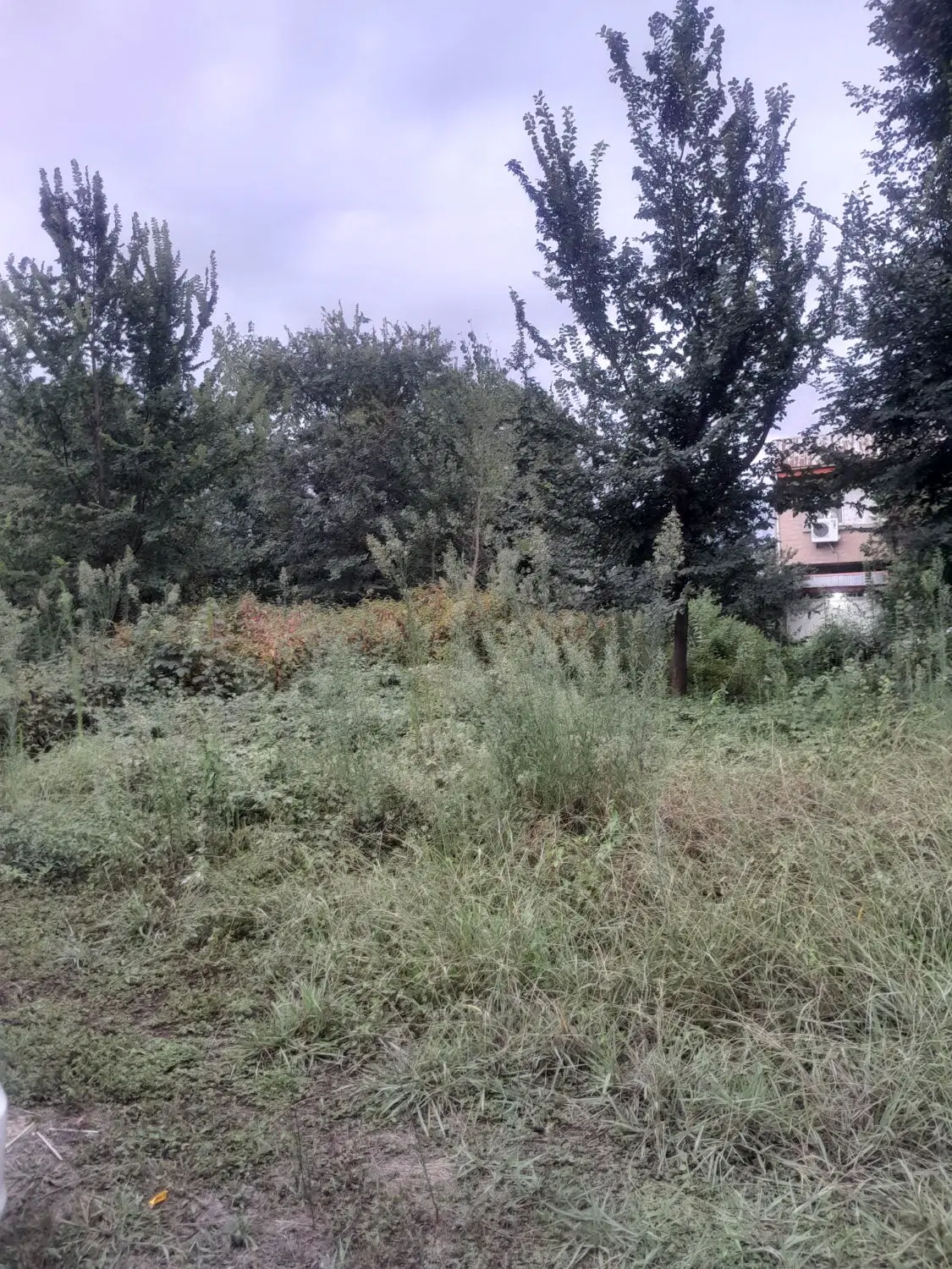 زمین