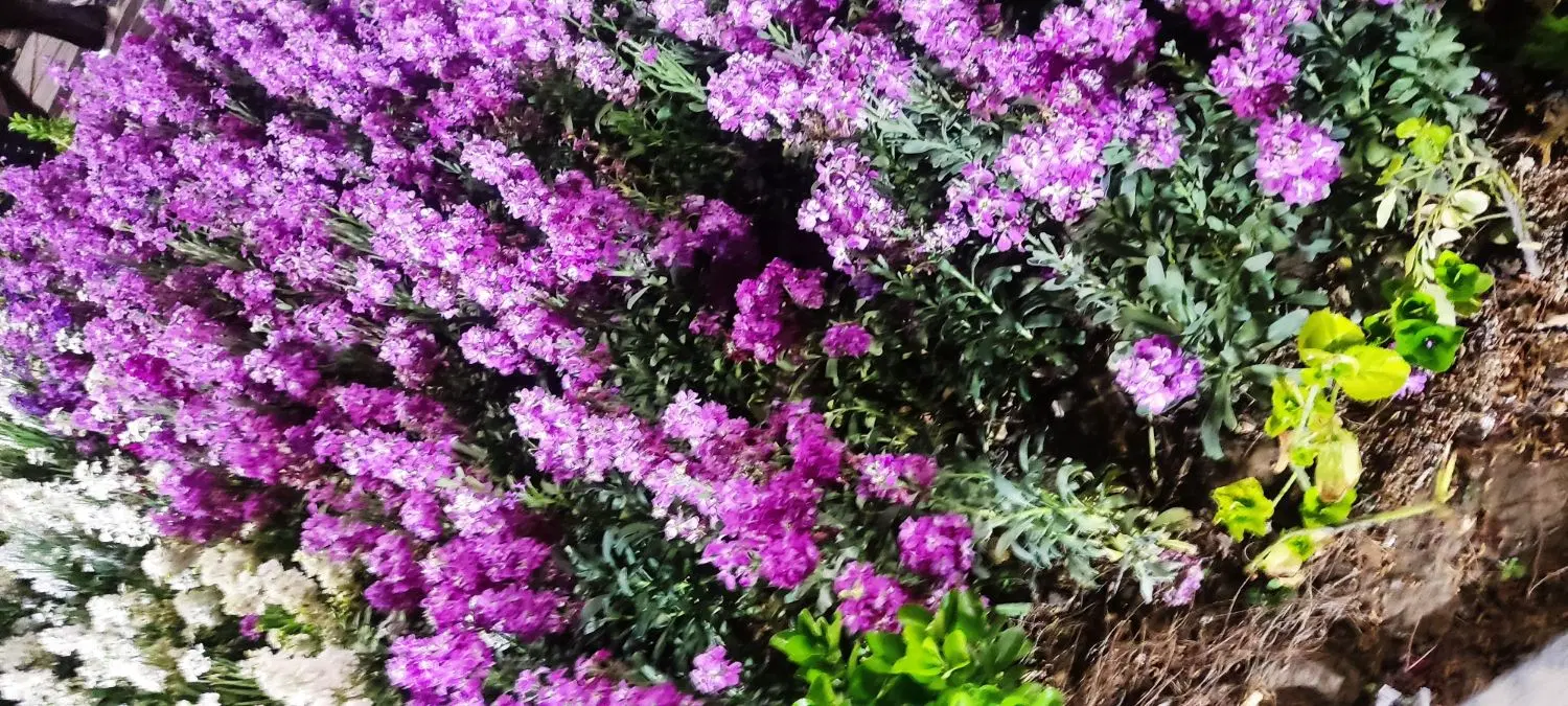 زمین فرزند آوری سه فرزندی زعفرانیه