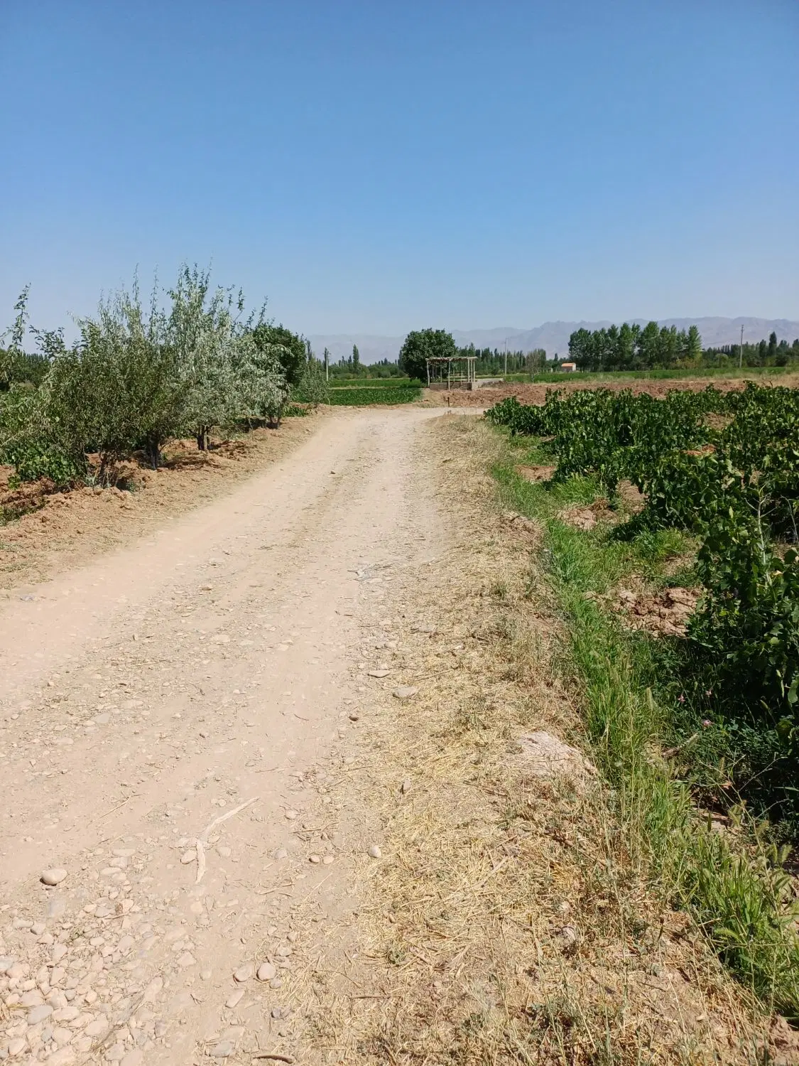 باغ انگور