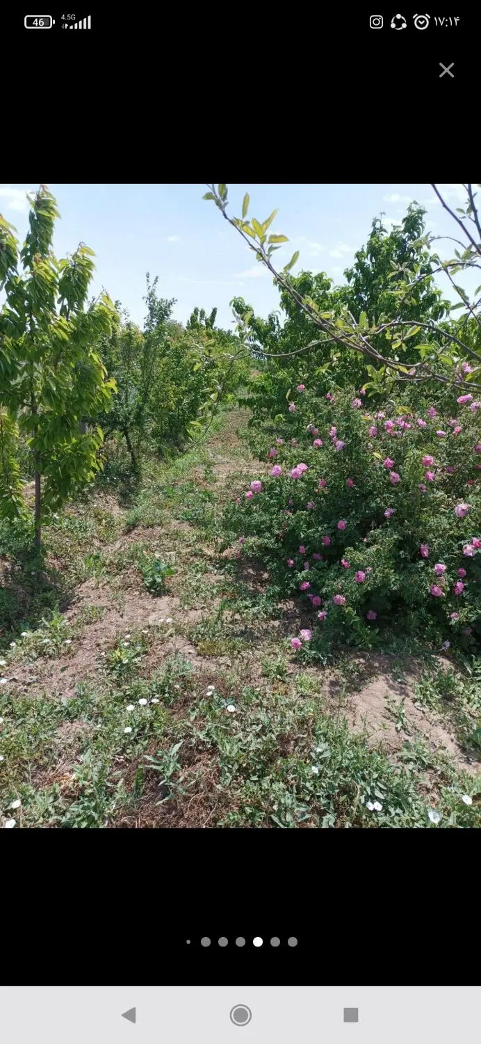 باغچه در قوچصار نظرآباد