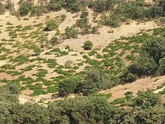 فروش باغ انگور روستای دره وران