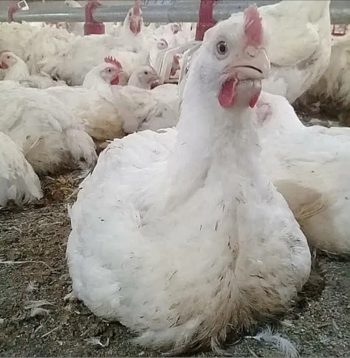 اجاره مرغداری ۱۰ هزار قطعه ای